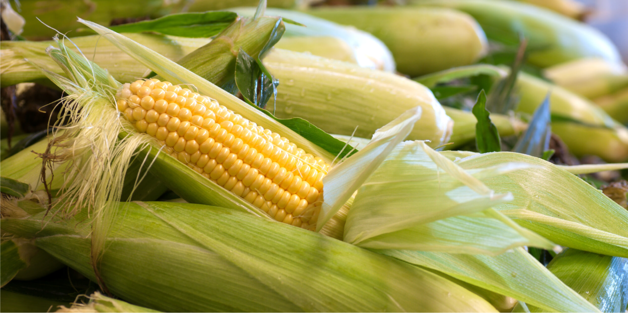 Non-GMO & GMO Corn