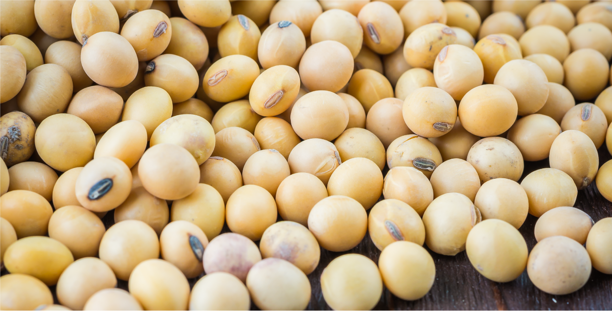Soy Derivatives