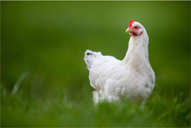 Poultry Meals