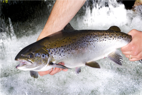 Salmon Meal
